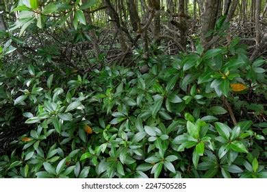 Mangrove Rhizophora Apiculata Leaves Petengoran Mangrove Stock Photo 2247505285 | Shutterstock