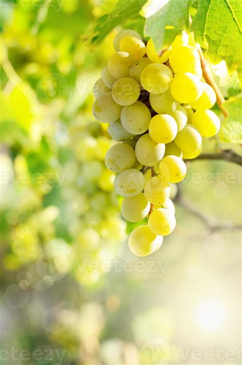 Green grapes on vine 709380 Stock Photo at Vecteezy