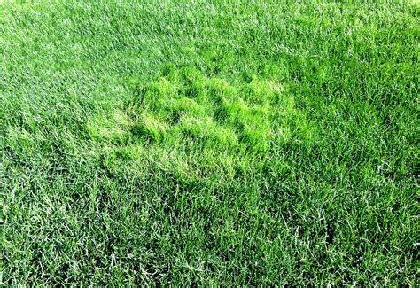 What To Do If You Have Creeping Bentgrass In Your Lawn