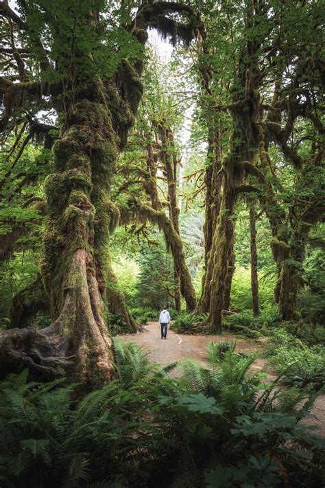 Hall of Mosses Trail in the Hoh Rainforest | Explorest