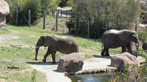 Virginia Beach - 12 of 41 - Zoo - African Elephants - YouTube