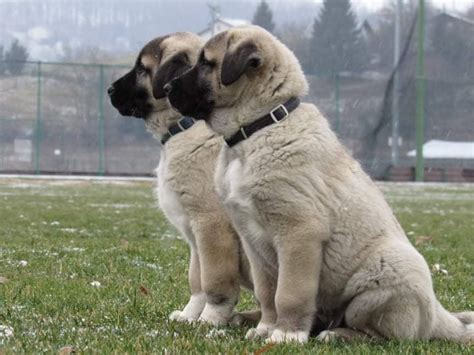 Kangal Shepherd Dog-Puppies for Sale – Jelena Dogshows