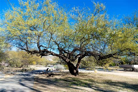 Mesquite Trees Arizona: Which Varieties to Grow? - GFL Outdoors