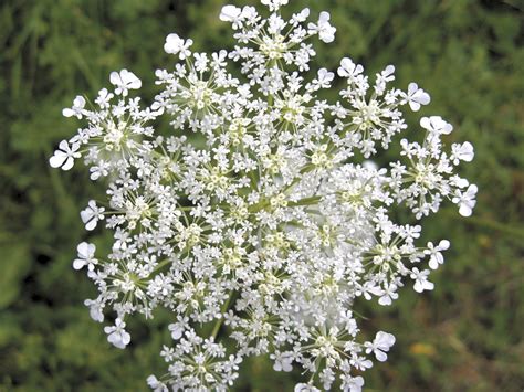 Plant Queen Anne's lace seeds after the soil has warmed up in the ...