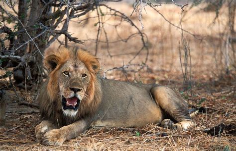 Ruaha NP Photos – Images & pictures | Wild dogs, Tanzania safari, Large animals