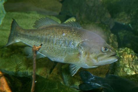 File:Largemouth Bass (Micropterus salmoides).jpg - Wikipedia, the free encyclopedia