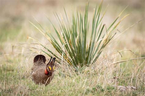 Lesser Prairie-Chicken Now Listed Under the Endangered Species Act ...