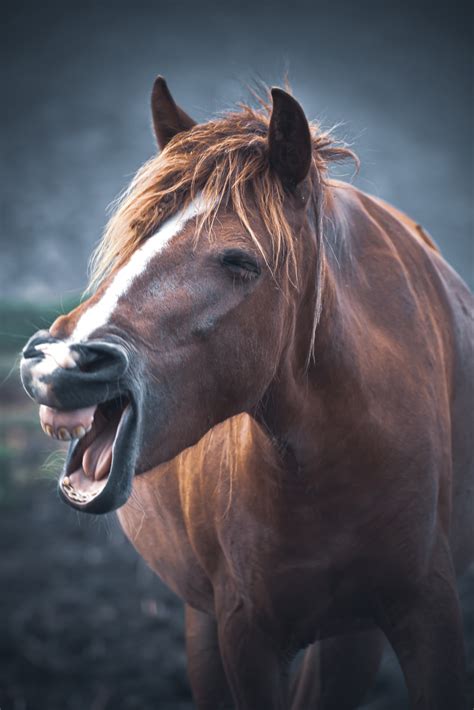 The Fierce Beauty Of Horses - The most Dangerous Horse Breed - TopPet