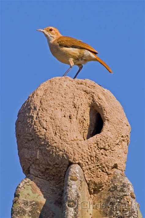 Rufous Hornero-1.jpg - Rufous Hornero - Guarding its amazing nest built ...
