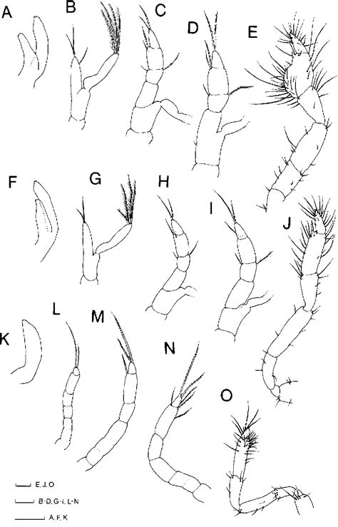 Figure 10 from A complete description of larval stages of the ghost ...