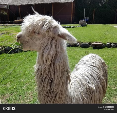 Suri Alpaca Close- Image & Photo (Free Trial) | Bigstock