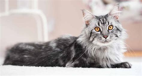 Maine Coon Norwegian Forest Cat Mix - A Killer Combination?