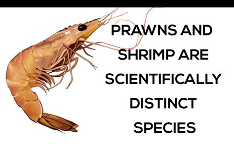 Prawn vs Shrimp - Difference and Comparison