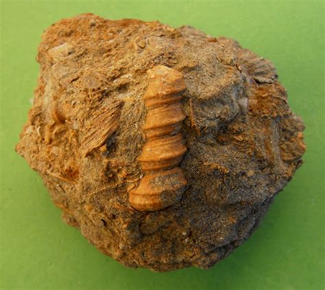 Fossil corals: Fossil Corals: Minerals and Fossils EXPO