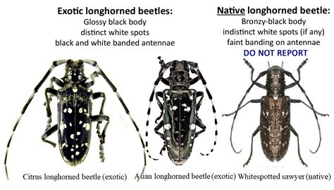 Asian Longhorn Beetle (ALB) Damage Pictures: DACF