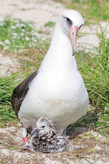 Laysan albatross chicks still fledging - The Garden Island