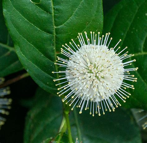 Buttonbush | A Naturalist's Journal