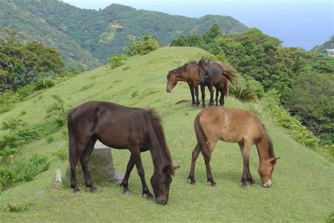 8 Japanese Horse Breeds That You Should Learn About - Horses & Foals