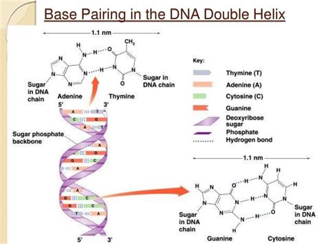 Nucleic acids and protein synthesis