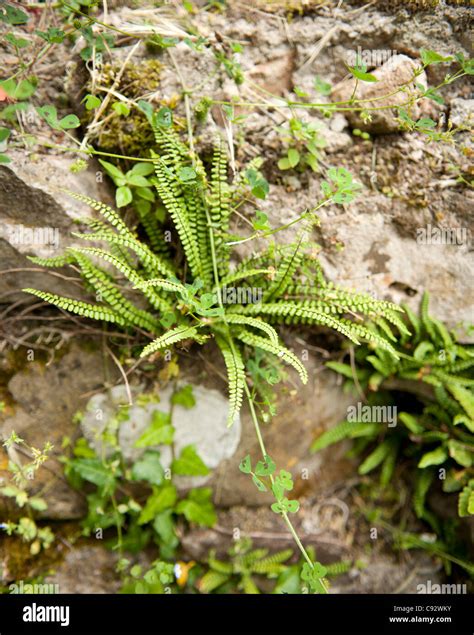 Ferns are often oppotunistic and grow in unusual places such as cracks ...