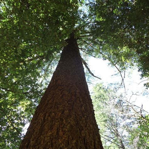 File:Tall tree in California.jpg - Wikipedia