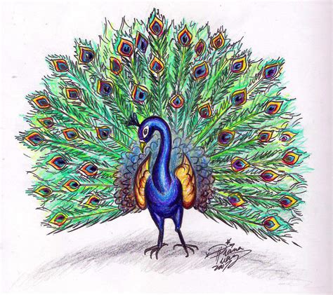 Draw a Peacock colored by Diana-Huang on DeviantArt