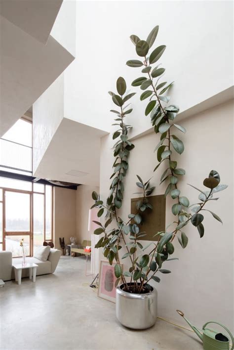 Best Indoor Trees - Large Floor Plants for a Bold Statement | Apartment Therapy