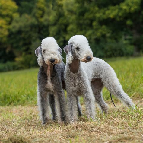 The Bedlington Terrier needs careful grooming, it is recommended to ...