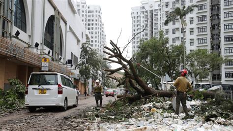 Typhoon damage to Hong Kong trees: did long-term neglect play a role ...