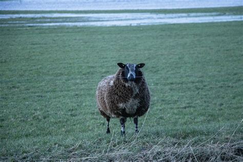 Sheep Pasture Fence - Free photo on Pixabay - Pixabay