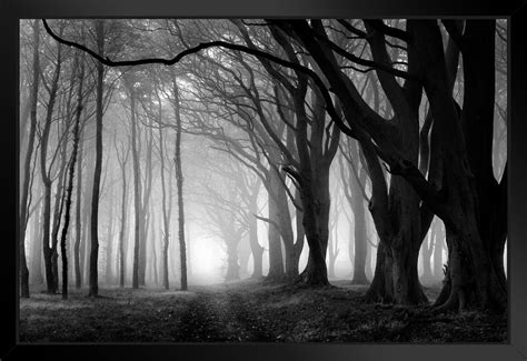 Latitude Run® Creepy Forest Black And White Photo Photograph Spooky Scary Halloween Decorations ...