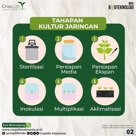 Tahapan Kultur Jaringan – CropLife Indonesia