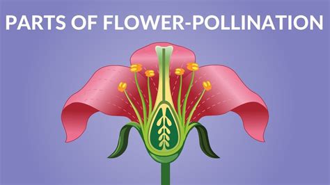 Dividen Up: Process Of Pollination In Flowers