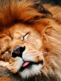 Sleeping lion | Sleeping animals, Wild cats, Sleeping lion