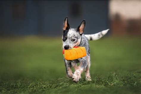 Blue Heeler Growth Chart – How Big Will Your Blue Heeler Get?