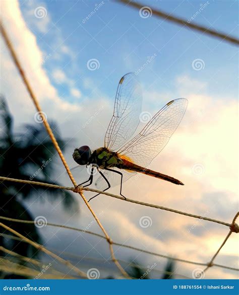 Beautiful Draganfly Stock Photos - Free & Royalty-Free Stock Photos from Dreamstime