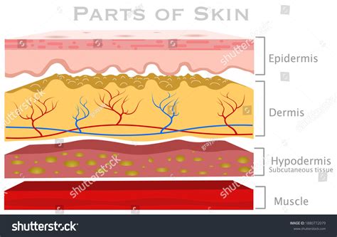 22 Subcutis Images, Stock Photos, 3D objects, & Vectors | Shutterstock