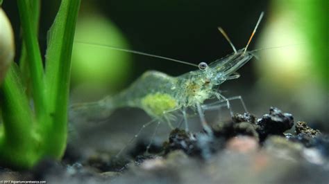 Ghost Shrimp Care, Food, Lifespan, Habitat & Videos