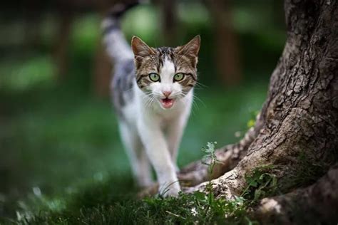 Meowing, Chirping, and More: A Guide to Cat Sounds | Schertz Animal ...