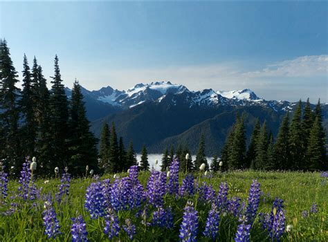 The Olympic Peninsula, WA | Official Travel & Tourism Site