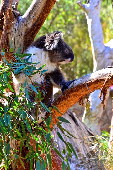 Cleland Wildlife Park, Adelaide, South Australia, a 360 Degree Virtual ...