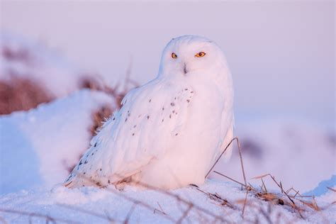 Snowy Owl 4K, Snow, Bird, Owl, Winter, HD Wallpaper | Rare Gallery