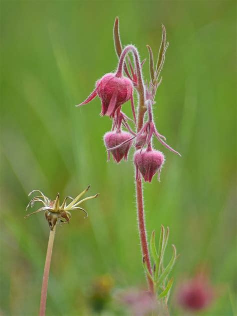 prairie smoke flower texas - Melodi Shepherd