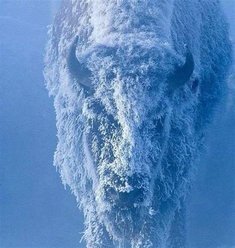 Buffalo In Snow - Delirious Walrus Productions