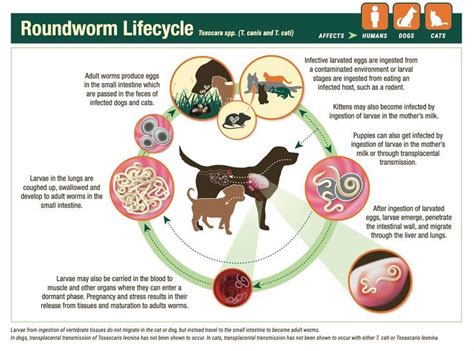 Roundworm Lifecycle | Roundworm, Mother milk, Puppies