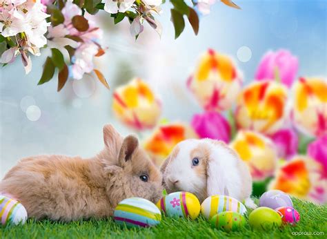 Aggregate more than 62 easter bunny wallpaper - in.cdgdbentre