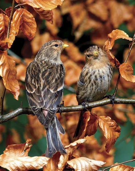 British finches: A simple guide - Country Life