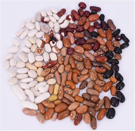 Frontiers | The Spanish Core Collection of Common Beans (Phaseolus ...