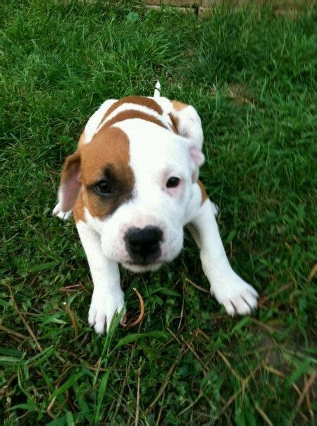 my puppy! pitbull, american bulldog, boxer mix! 8 weeks old! her names Lola!