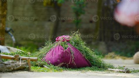 grass of rural animals 9743937 Stock Photo at Vecteezy